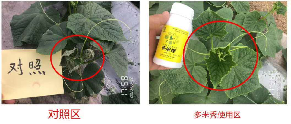 多米秀-天然源生物激活劑