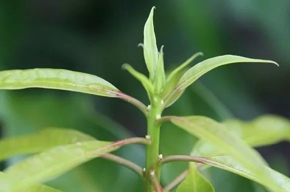 芒果控旺的真正的目的是什么？