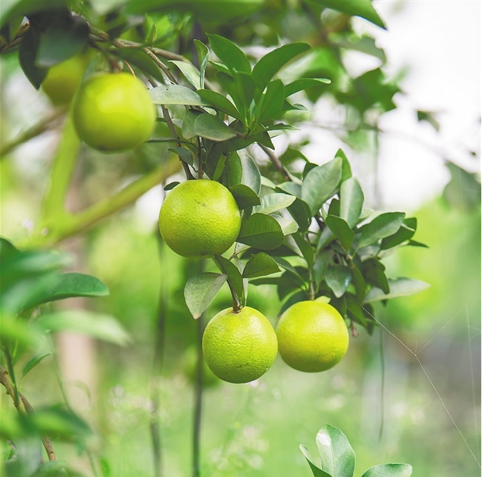 海南福橙‘‘優(yōu)質(zhì)豐產(chǎn)’’種植技術(shù)及采前管理