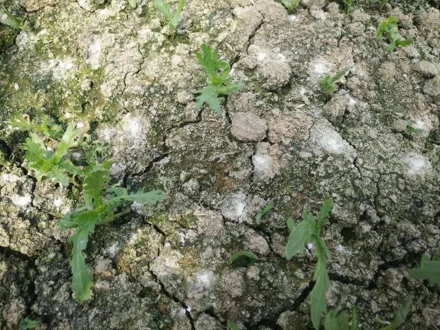 為什么我們常年種植同種作物產(chǎn)量會(huì)下降？