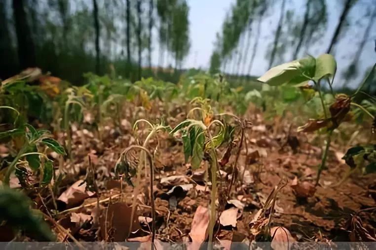 市面有機(jī)肥種類混雜，如何選擇適合自己的肥料？