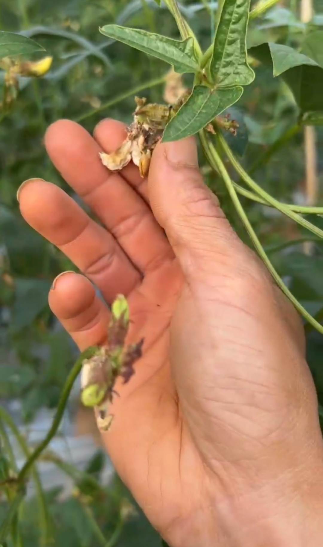 豆角敗花落花嚴(yán)重，什么原因？
