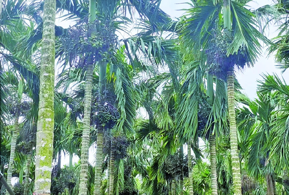 臺風過后，如何讓檳榔植株迅速恢復長勢